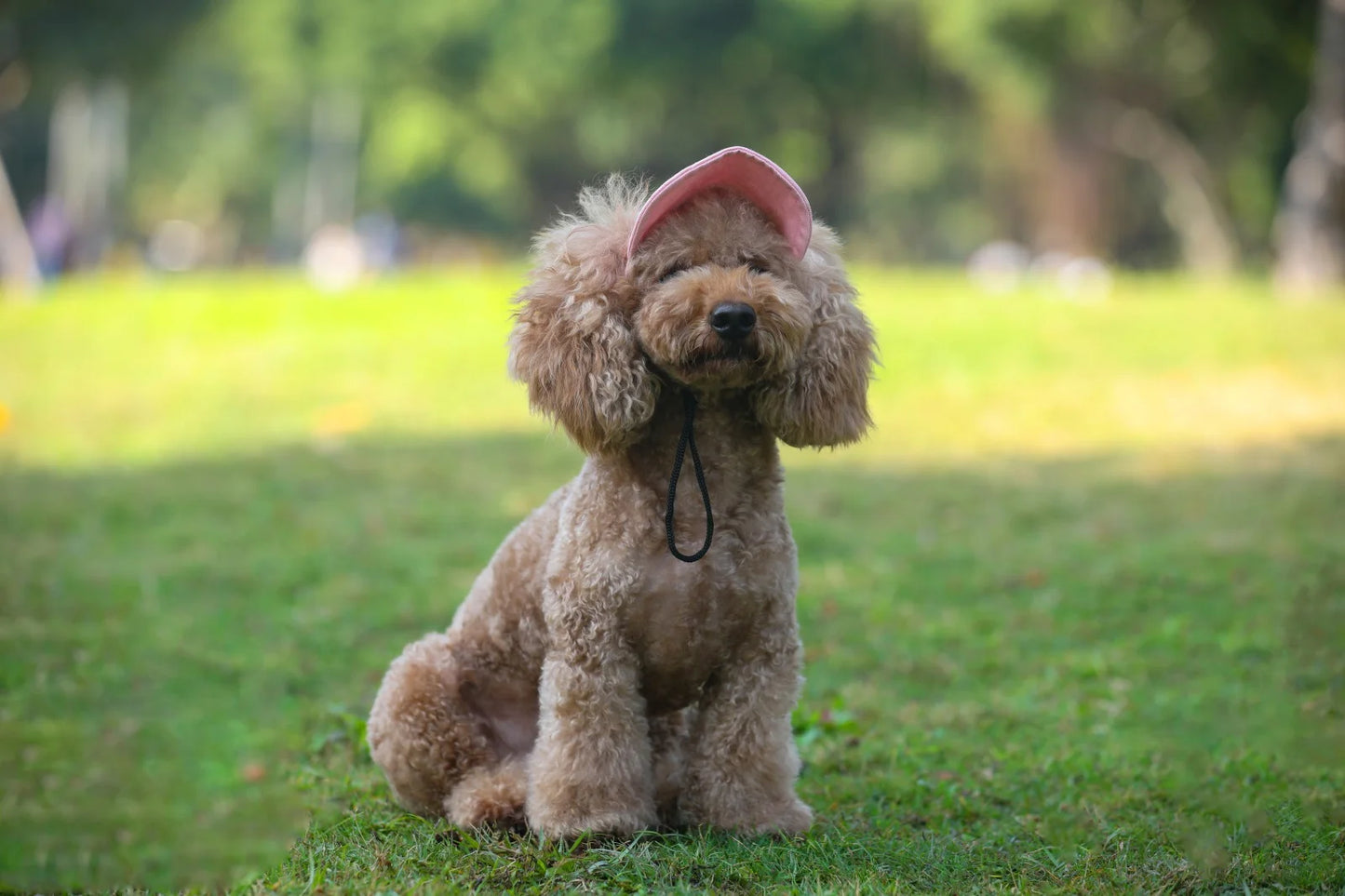 Adjustable Pet Dog Travel Cute Baseball Hat Sun Cap Visor Hat with Ear Holes Outdoor Sport Pet Supplies