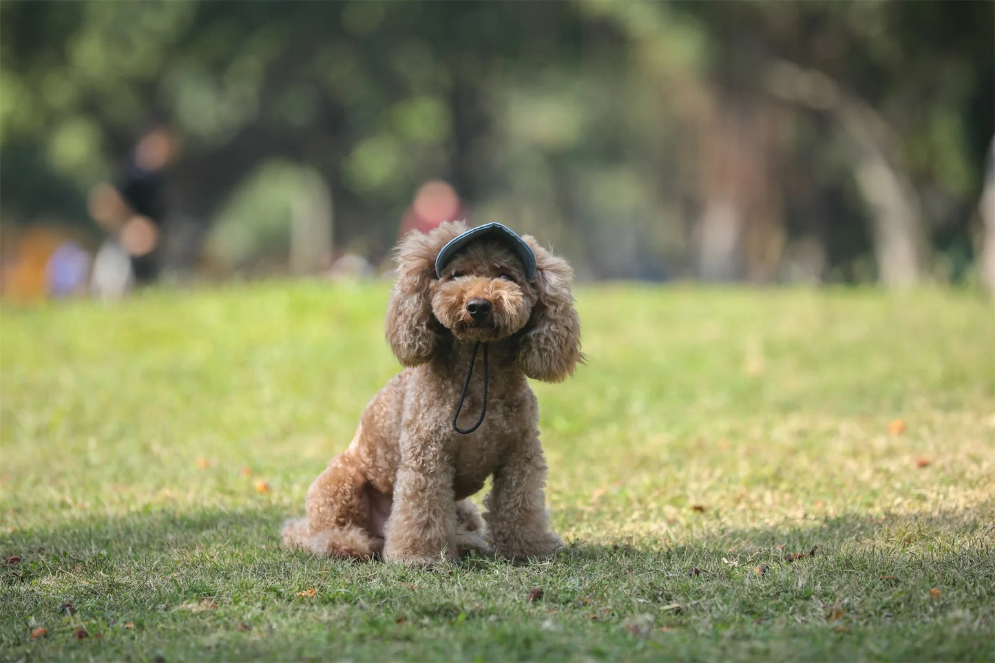 Adjustable Pet Dog Travel Cute Baseball Hat Sun Cap Visor Hat with Ear Holes Outdoor Sport Pet Supplies